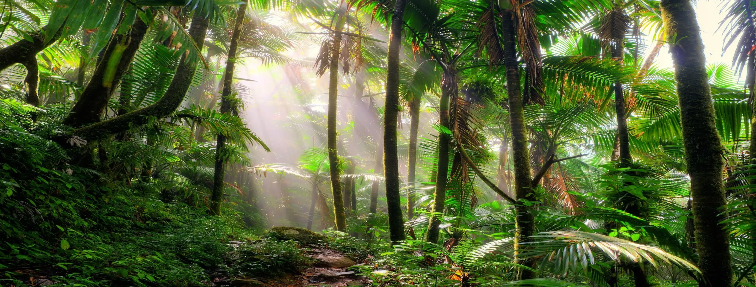 Image for Rainforest Revelry